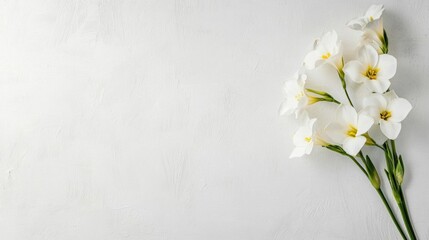 Flat lay of a bunch of white flowers on a white background. the flowers are in full bloom and have five petals each with a yellow center.