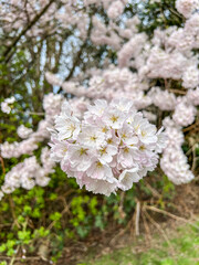 Japanese cherry