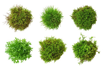Fototapeta premium Assorted Moss Clusters