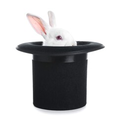 White Rabbit in Black Top Hat on White Background