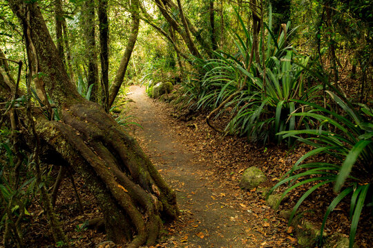 A leafy and lush pathway leading to "Best of All Lookout".
