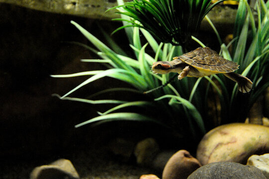 A baby turtle swimming in a large tank