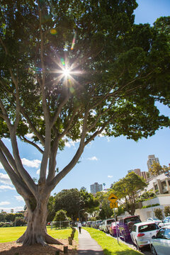 Sun shining through a ficus tree with path and parked cars