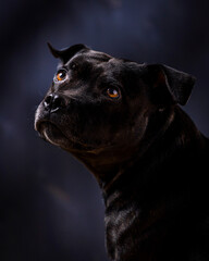 Staffordshire bull terrier, staffy