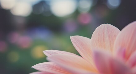 A Close-Up View of a Delicate Pink Flower Petal