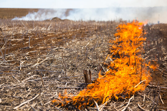 Fire burning a canola windrow