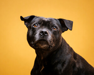 Staffordshire bull terrier, staffy