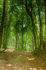 Forest path in the woods