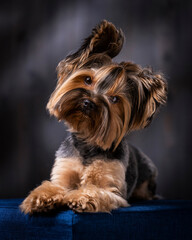 yorkshire terrier portrait