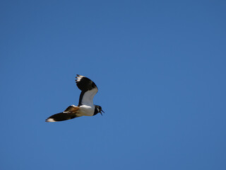 Lapwing (Vanellus vanellus) in flight against a blue sky.