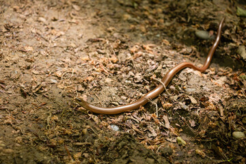 Legless lizard on forest floor