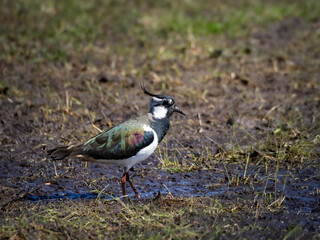 Lapwing (Vanellus vanellus) foraging in a wet meadow in the morning sun.
