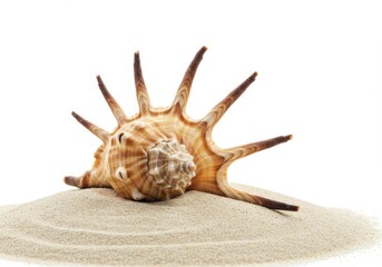 Fototapeta premium Spider conch seashell on sand against white background, close-up view