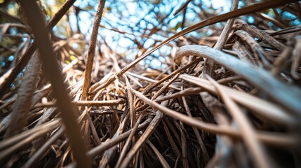 Closeup view of intricate plant roots