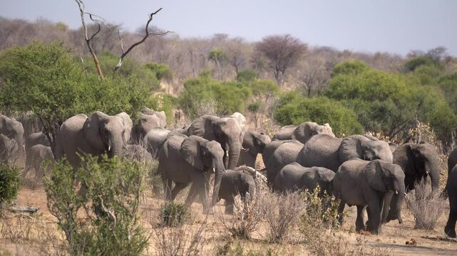 Family of elephants approaching a waterhole in the Khaudum National Park in Namibia, Africa. 