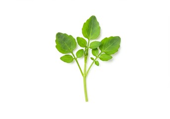 A single sprig of vibrant green watercress against a stark white backdrop