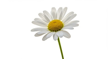 Naklejka premium Elegant isolated daisy with crisp white petals and bright center