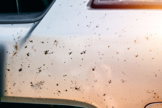 Crushed insects on car after high-speed ride