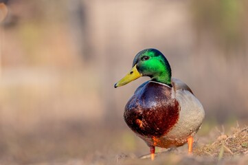 One Male Mallard Duck Standing Outdoors. Portrait of Anas platyrhynchos.