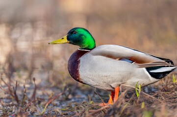 Obraz premium One Male Mallard Duck Standing Outdoors. Portrait of Anas platyrhynchos.