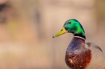 One Male Mallard Duck Standing Outdoors. Portrait of Anas platyrhynchos.
