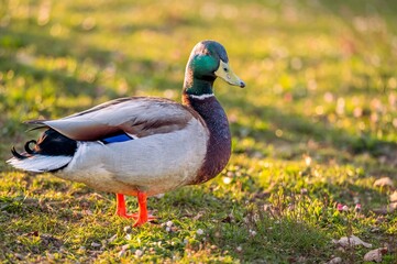 Male Mallard Duck Standing on Grass at Sunset. One Anas platyrhynchos.