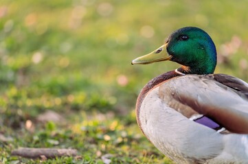 Fototapeta premium One Male Mallard Duck Outdoors. Portrait of Anas platyrhynchos.