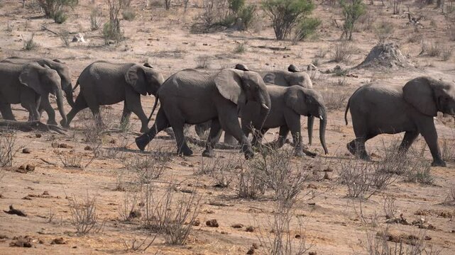Family of elephants approaching a waterhole in the Khaudum National Park in Namibia, Africa. 