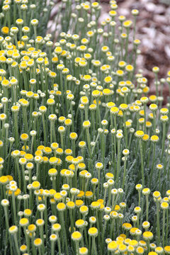 Close up of the santolina plant