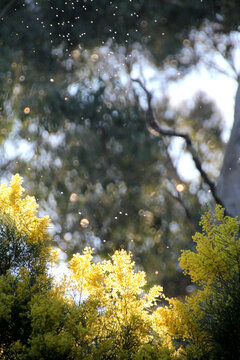 Sunlight over wattle tree