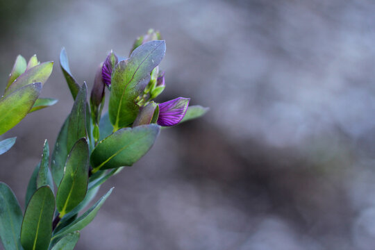 Close up of purple sweet pea bush