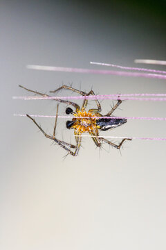 Underside of lynx spider on grass flower
