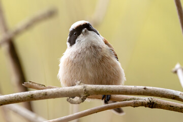 Fototapeta premium Remiz Bird On A Branch Photography Of Wild Nature