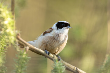 Eurasian Penduline Tit On A Tree Branch