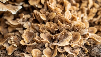 Fototapeta premium Dried shredded plant material close up