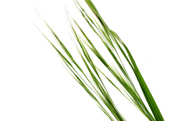 Meadow grass, bent grass, oat grass on a white background.