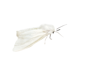 A white moth from the order Moth sits on a PNG background.