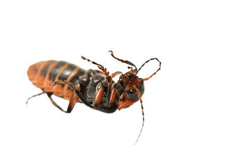 A soft-bodied beetle lies on its back on a white background.