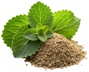 Ajwain (Carom leaves) generative ai