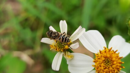 flies on flowers