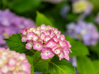 梅雨から初夏の公園や花壇を彩るアジサイのある風景。