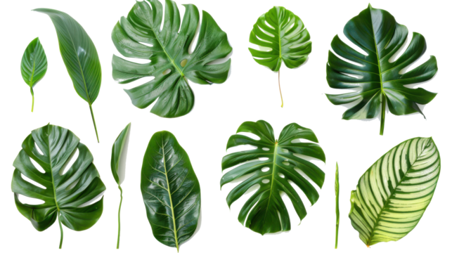 Varied monstera and variegated calathea leaf bundle isolated on white background for nature inspired graphics.
