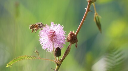 a bee is pollinating a pink flower