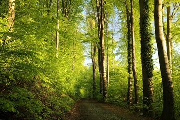 Trail through spring beech forest during sunrise, Poland