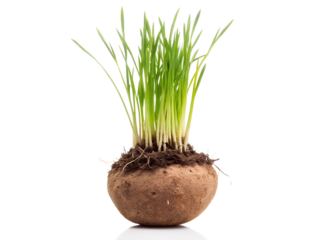 green onion on white background