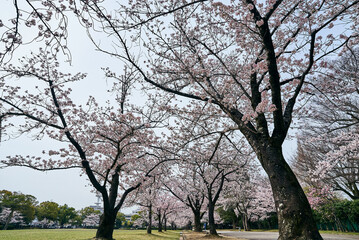 桜