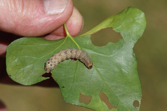 Holding an ivy leaf with a caterpillar of owlet moth Lesser Yellow Underwing, Noctua comes. Family Noctuidae. Spring, April. Dutch garden.