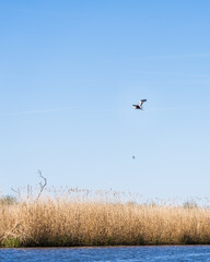 Grey Heron Flying over Water and Reeds on a Sunny Day
