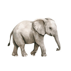 Obraz premium Charming watercolor baby elephant with floppy ears, cut out - stock png.