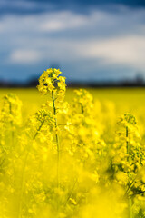 Obraz premium Close-up of Rapeseed Blossom with Dark Thunderclouds in the Background